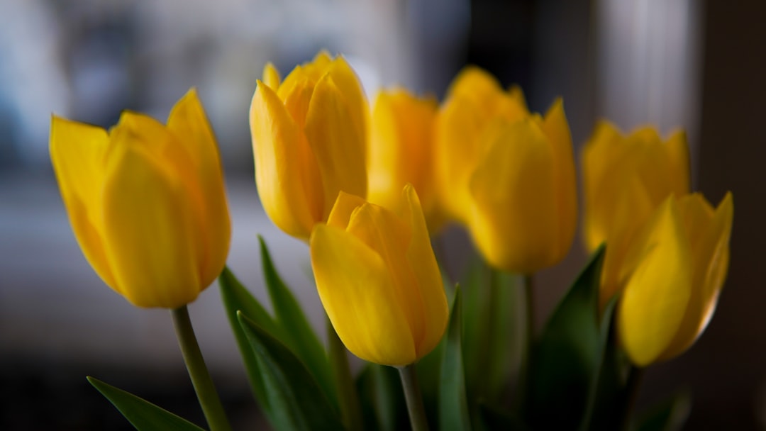 Photo Yellow tulips